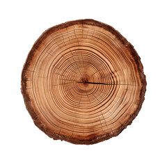 Fototapeta premium tree trunk isolated on white