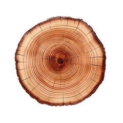 Fototapeta premium tree trunk isolated on white