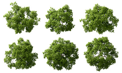 Aerial view woods trees cutout on transparent backgrounds 3d render png - obrazy, fototapety, plakaty