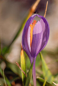 Quitameriendas. Colchicum sp