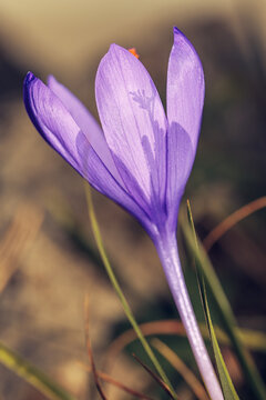 Quitameriendas. Colchicum sp