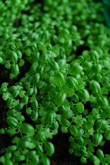 Basil seedlings.