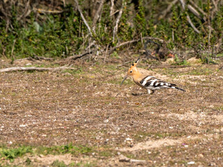 Naklejka na ściany i meble Upupa epops: Hoopoe Foraging on the Ground in a Sunlit Natural Environment