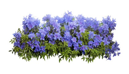 purple flowers isolated on transparent background cutout