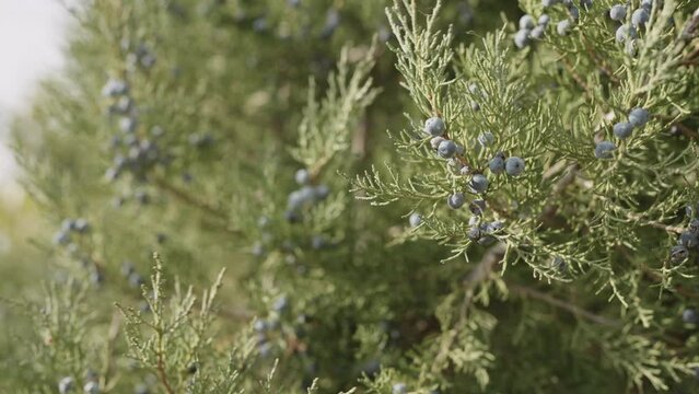 Slow motion closeup shot of juniper tree with berries