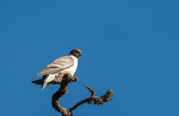 Snow Pigeon, Columba leuconota