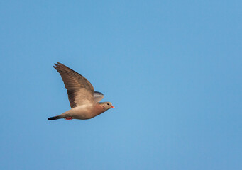 Stock Dove, Columba oenas