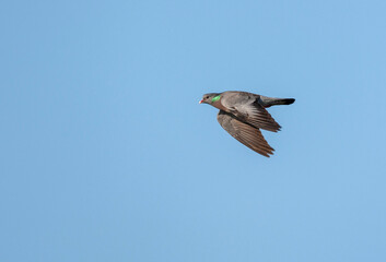 Stock Dove, Columba oenas