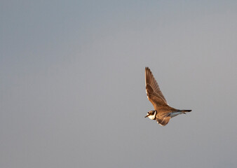 Little Ringed Plover