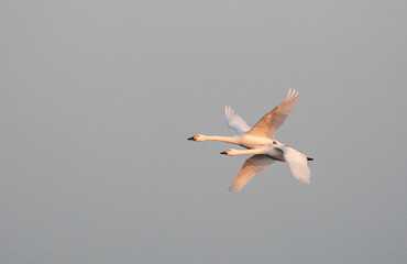 Bewick's Swan, Cygnus bewickii)