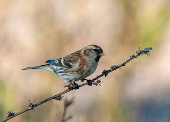 Mealy Redpoll, Acanthis flammea