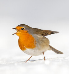 European Robin, Erithacus rubecula