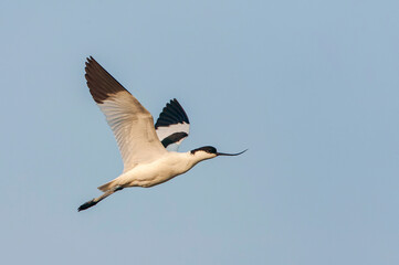 Pied Avocet, Recurvirostra avosetta