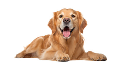 golden retriever puppy isolated on transparent background cutout