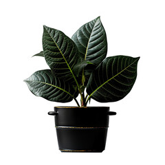 Leaf in  pot isolated
