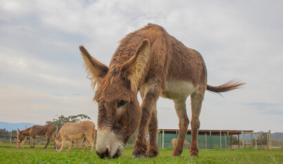 Brown donkeys eating grass on a farm with a shed in the background.