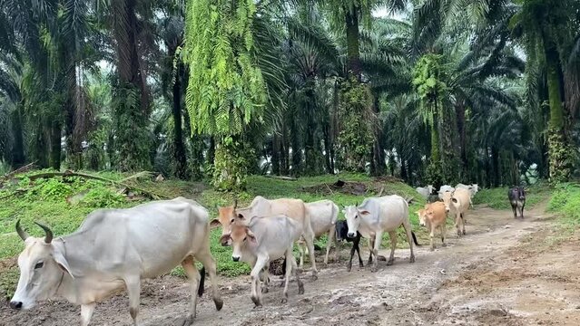 A herd of cows was seen walking in an oil palm plantation area.