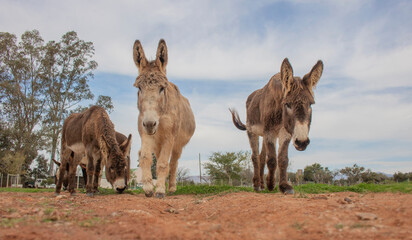 Brown donkeys on a farm walking with cloudy blue sky in the background.