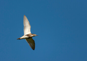 Ruff, Philomachus pugnax