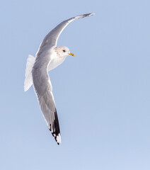 Common Gull, Larus canus