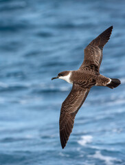 Great Shearwater, Ardenna gravis