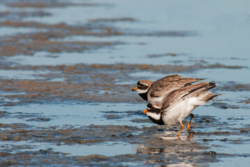 Common Ringed Plover, Charadrius hiaticula