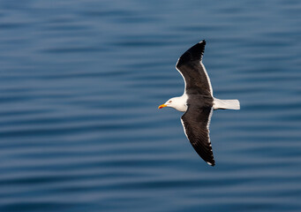 Fototapeta na wymiar Lesser Black-backed Gull, Larus fuscus