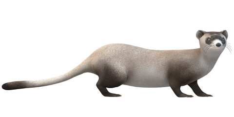 Weasel isolated on a Transparent Background