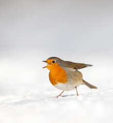 European Robin, Erithacus rubecula
