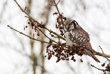 Northern Hawk Owl, Surnia ulula