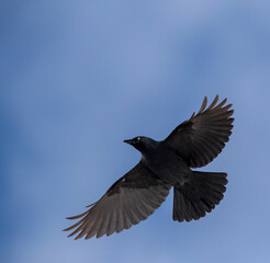 Western Jackdaw, Coloeus monedula spermologus