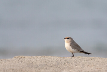 Small Pratincole, Glareola lactea