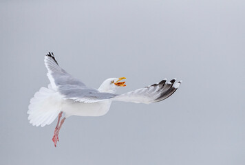 European Herring Gull, Larus argentatus