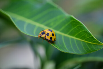 Obraz premium ladybug on a leaf
