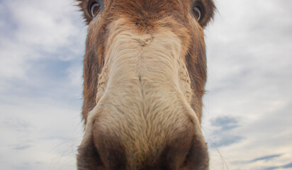 Close up portrait of a donkey on a farm with overcast sky.