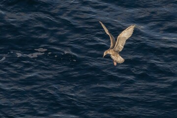 great skua with spread wings close over the sea