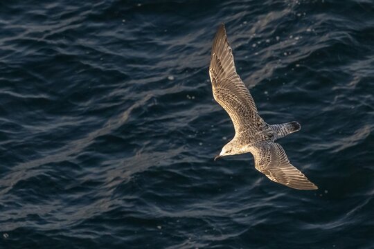 great skua with spread wings close over the sea