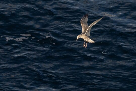great skua with spread wings close over the sea