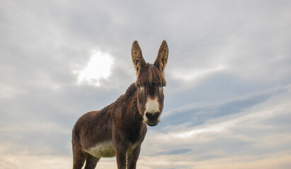 Portrait of donkey on a farm with overcast sunset sky.