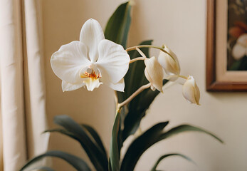 Orchid in Full Bloom, 
Orchid Photography, 
White Flower Macro, 
Botanical Beauty, 
Orchid Elegance