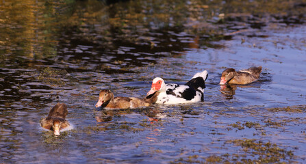 A flock of musk ducks floating on the swamp... One by one....