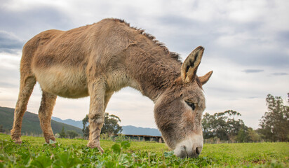 Brown donkey eating grass on a farm.