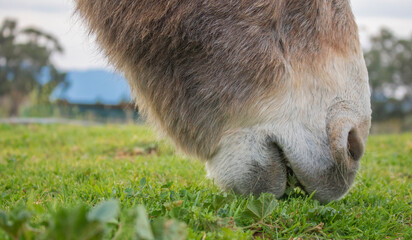 Close up of donkey eating grass on a farm.