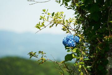 山に咲く自然の紫陽花