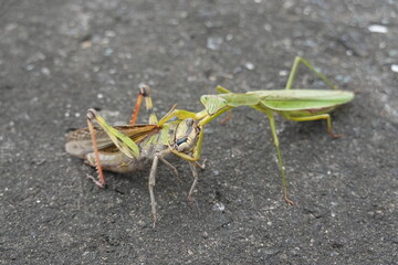 バッタを捕獲し威嚇するカマキリ