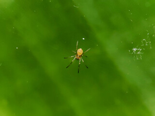 small spiders that nest on leaves