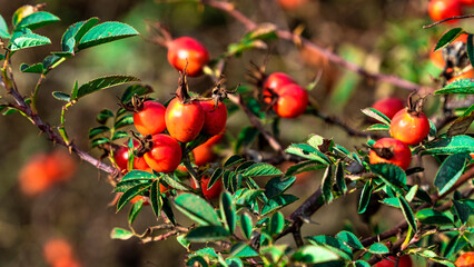Close-up. Rosehip bush with ripe orange rose hips. Green leaves and red rose hips.