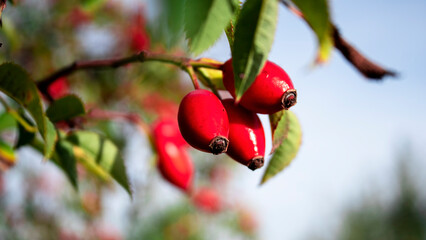 Close-up. A bunch of bright red rose hips. Ripe rose hips.