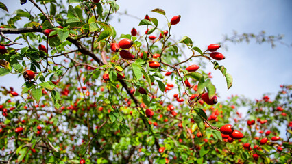 Green thorny rosehip bush with red ripe fruit. Ripe rose hips.