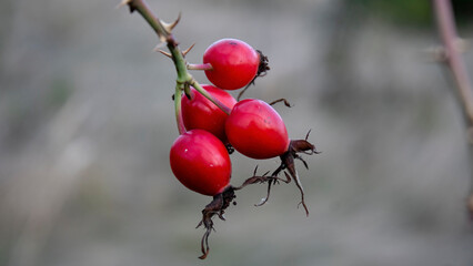 Close-up. Bright red bunch of rosehip fruits. Ripe rosehip fruits.